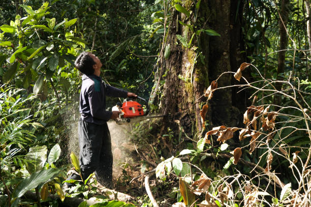 Best Fruit Tree Pruning  in Icard, NC