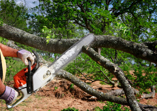 Professional Tree Removal in Icard, NC